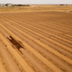 A patch of damp soil rests amid rows of crops in Lemoore, California.